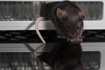 Mice play on tube rack in laboratory, with black background