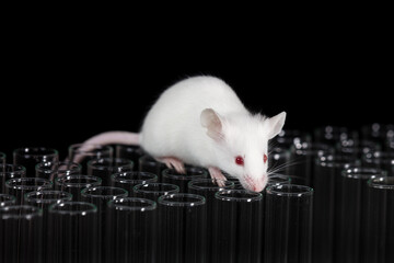 laboratory mice play on testing tubes