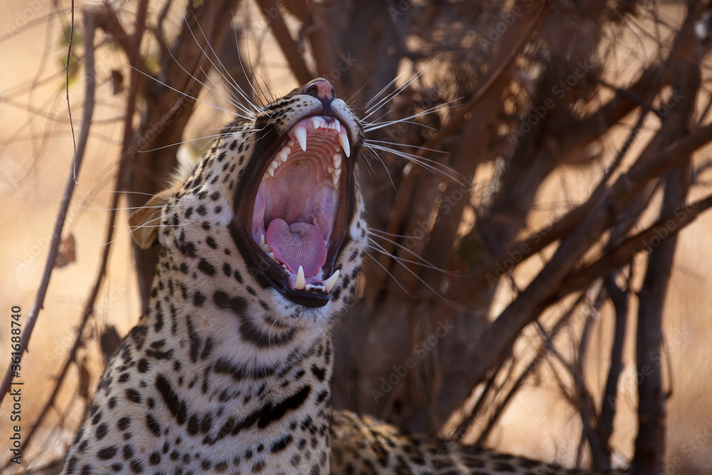 Canvas Prints The leopard (Panthera pardus), portrait at sunset. Leopard yawns in a yellow dry bush in a South African savannah.