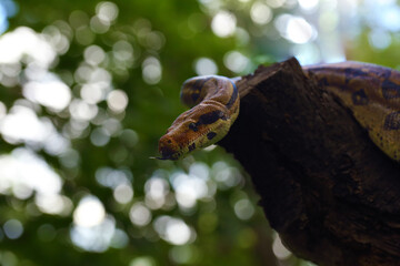 The boa constrictor (Boa constrictor), called the red-tailed or the common boa on a branch in the middle of the forest. A large snake on a branch in the green of a bright forest with a  tongue out.