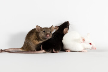 Obraz premium Brown white and black mice with white background