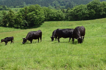 牛の放牧 高原牧場