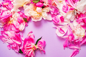 Fototapeta premium peony petals on the color background