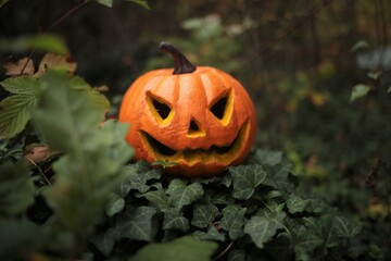 Halloween . Pumpkin Jack Glowing in green ivy in autumn blurry dark forest.Symbol of the autumn holiday. Holidays in October. Halloween and Thanksgiving concept