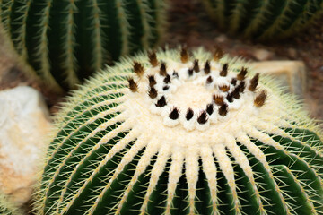 close up of cactus