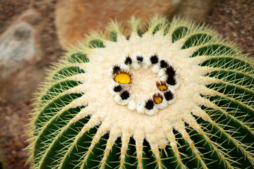 cactus close up