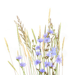 Fototapeta na wymiar Wild blue chicory and herbs grass isolated on white background. Summer meadow flowers and plants..