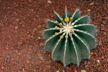 cactus in the garden