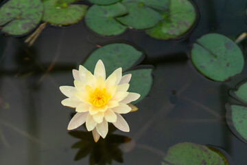 yellow water lily