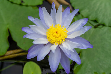lotus flower in the pond