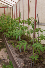 greenhouse with tomato seedlings in the garden of a country house.