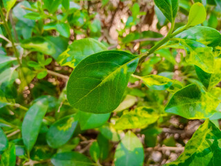 green tea leaves