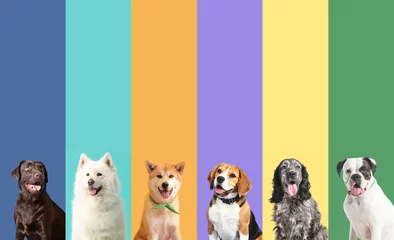 Keuken spatwand met foto Collage of photos with different dogs © Pixel-Shot