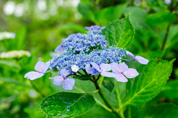 日本の宮城県仙台市「資福寺」で雨の中咲く美しい紫陽花