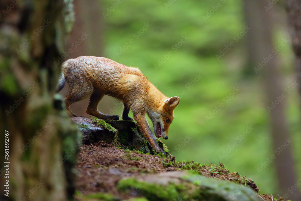 Canvas Prints Young red fox (Vulpes vulpes) perching on a rock in a dense forest. European fox near the burrow.