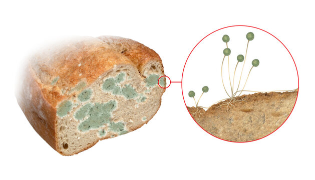 Why does Bread get Moldy? (with pictures)