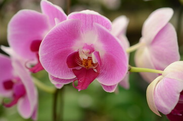 Naklejka na ściany i meble pink orchid flower