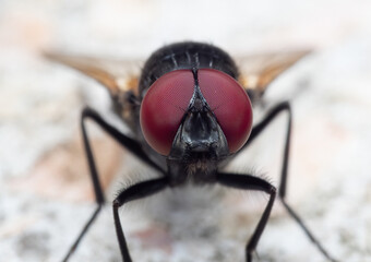 Macro Photo of Black Blowfly on The Floor