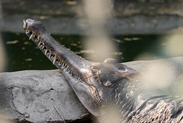 Close up False Gharial was Sunbathing on The Rock