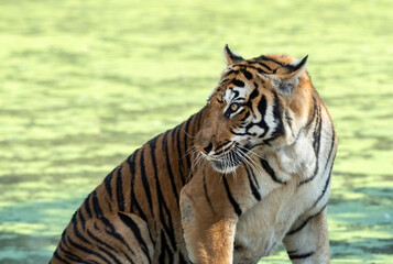 Fototapeta na wymiar Close up Bengal Tiger Isolated on Colorful Background