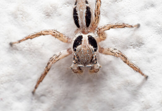 Macro Photo of Five Legs Jumping Spider on White Wall