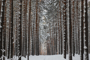 Obraz premium snowy road in the winter forest