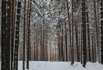 snowy road in the winter forest