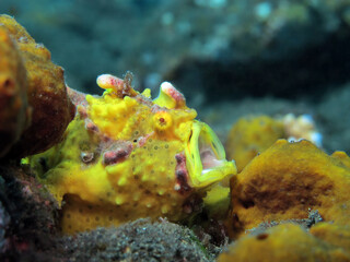 Warty Frogfish - Antennarius maculatus is yawning. Macro underwater world of Bali.