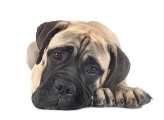young bullmastiff in studio