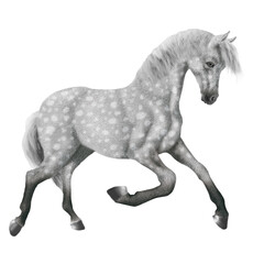 cheval, isolé, animal, gris , mammifère, étalon, brun, ferme, debout, fond blanc, crin, noir, poney, chevalin, andalou, galop, personne, bétail, amoureux des chevaux, nature, poulain, courir, jeune