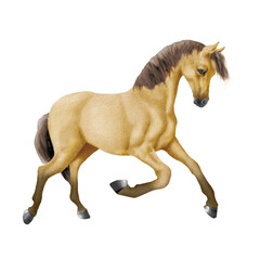 cheval, isolé, animal, jaune, mammifère, étalon, brun, ferme, debout, fond blanc, crin, noir, poney, chevalin, andalou, galop, personne, bétail, amoureux des chevaux, nature, poulain, courir, jeune