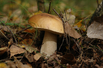 A close up of Boletus edulis f. betulicola (penny bun, cep, porcino or porcini) among the dry fallen leaves