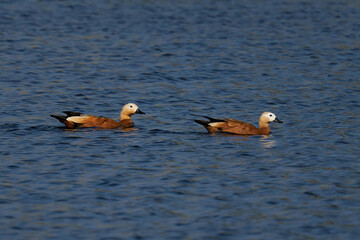 Ruddy shelduck (Tadorna ferruginea)