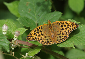 A pretty Silver-washed Fritillary Butterfly, Argynnis paphia, resting on a bramble leaf.