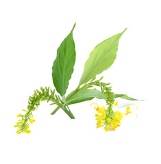 A sign of Buddhist Lent season in Thailand. White beauty called 