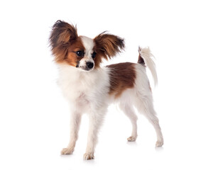 papillon dog in studio