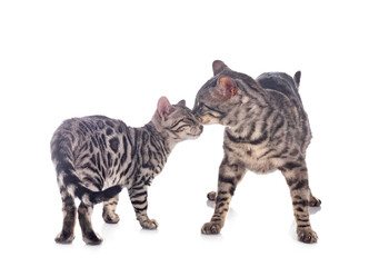 bengal cats in studio