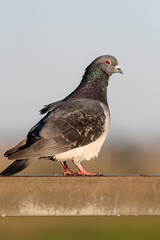 Pigeon In Portrait - Orange Eye