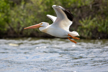 Pelican in flight 2