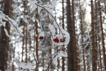 
snow covered branches with red rowan berries in a winter morning forest