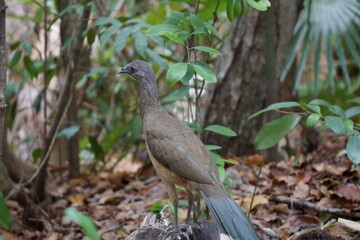 Roadrunner in a Park in Cancun