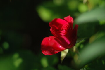 red rose in the garden