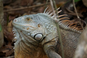 Iguana in Nature in Cancun