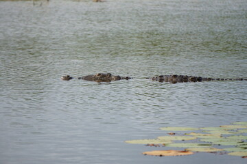 Alligator in a lake in Cancun