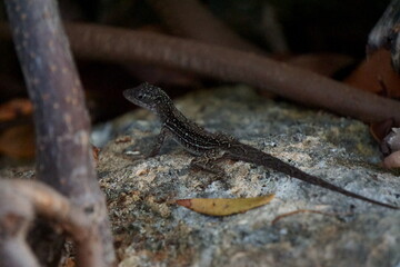 Lizard on a rock in Tajamar