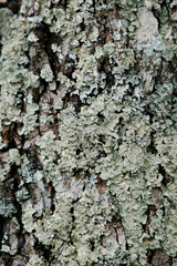 Lichen growing on tree trunk bark in woods.