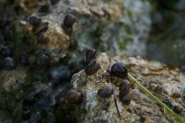 Snails on a Rock near Water