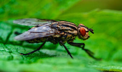Fliege im Detail