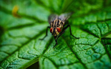 Fliege im Detail
