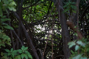 Fototapeta premium Natural Secluded Area in Cancun